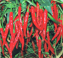 Manufacturers Exporters and Wholesale Suppliers of Chilly Seed Ahmednagar Maharashtra
